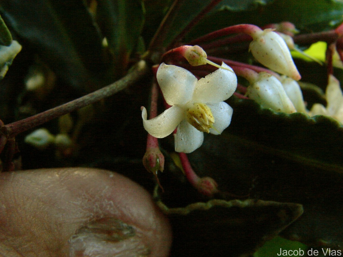 Ardisia crenata Sims